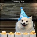 birthday pup meme