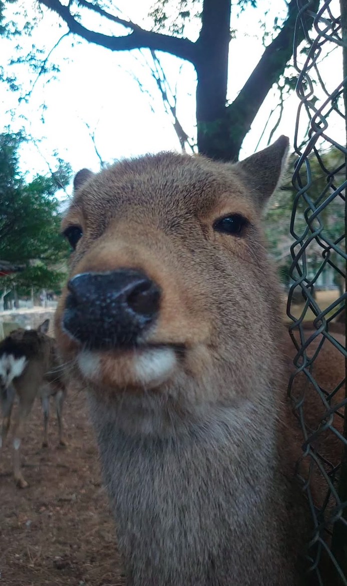 deer - meme