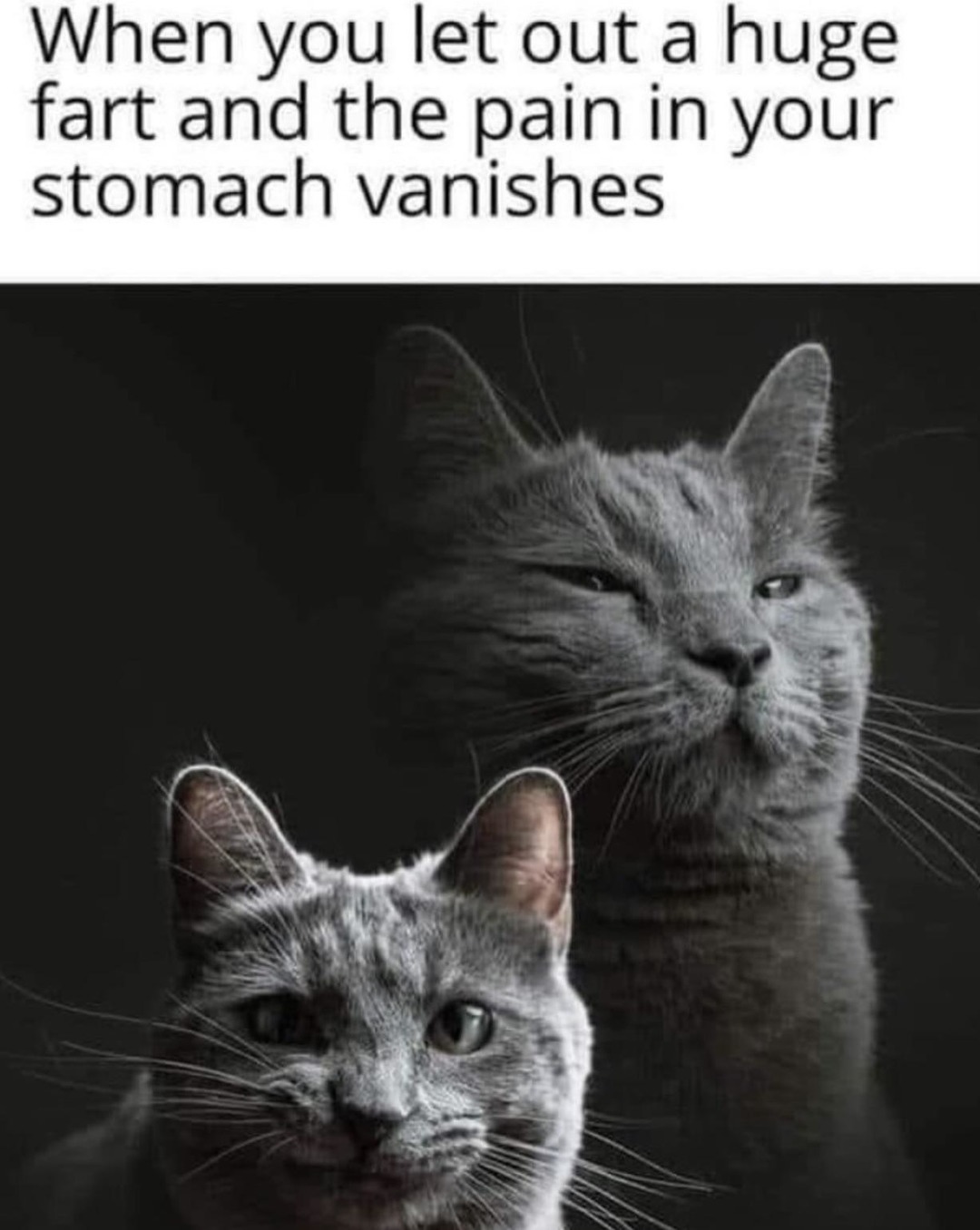 That one fart that solves 3 hours of digestive trauma - meme
