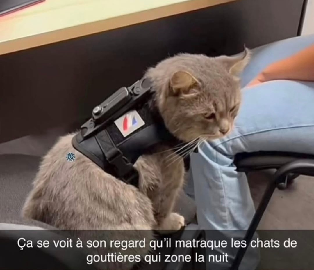 Ce regard dit clairement qu’il rackette des chats la nuit - meme