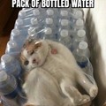 Free cat with pack of water