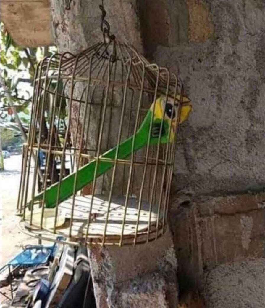 Super malardo borralo bro - meme