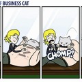 The adventures of business cat