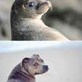 Photogenic land dog and sea dog