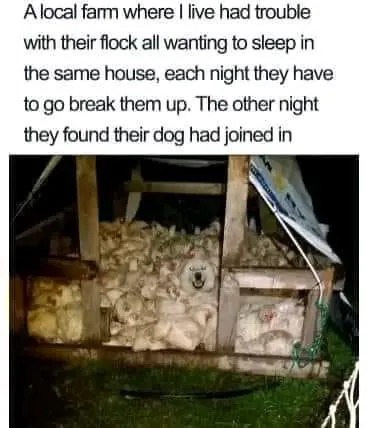 I'll protect them here - meme