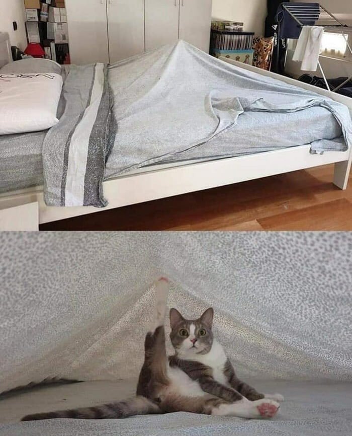 Pussy tent - meme