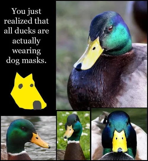 Duck - meme