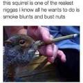 Squirriel nigga...