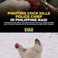 Don't mess with the cock...