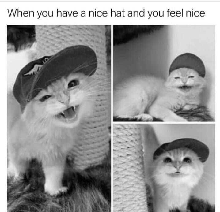 Nice little kitty cap. - meme