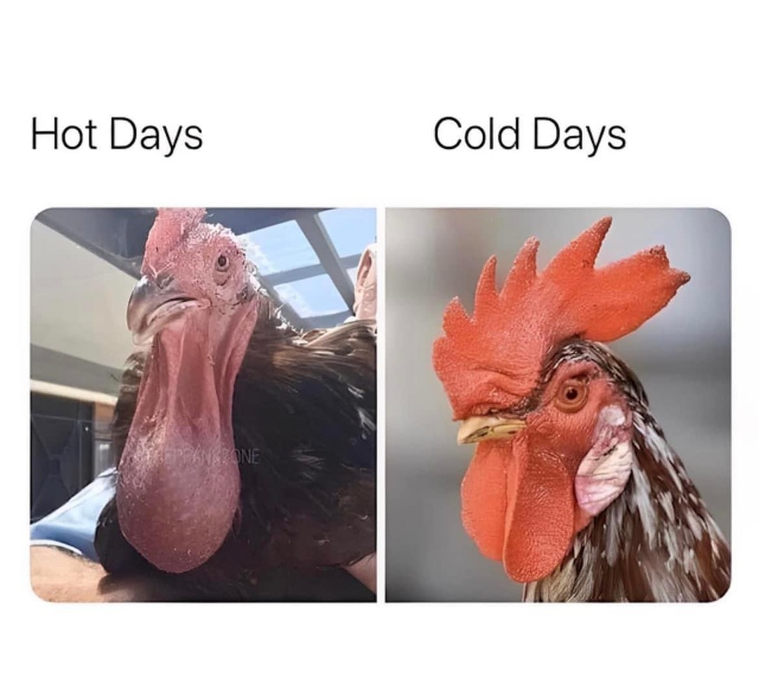 Cock mem