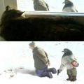 Como os gatos veem os pombos