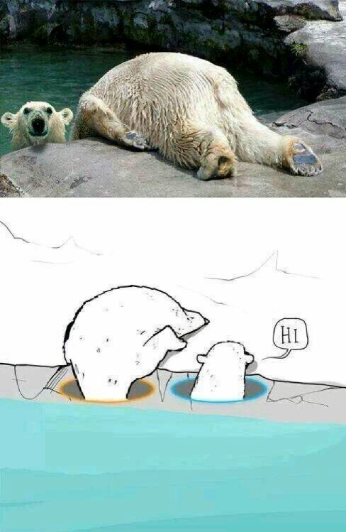 The Best Polar Bear Memes Memedroid