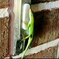 Anole is lonely
