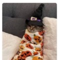 October cat mood