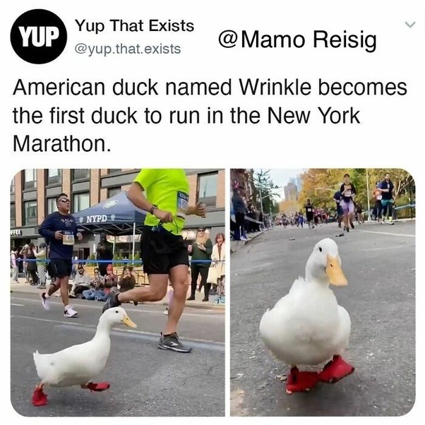 First Duck To Run The NY Marathon - meme