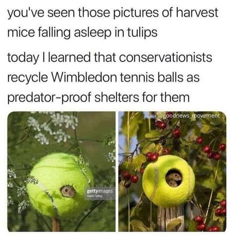Aww - meme