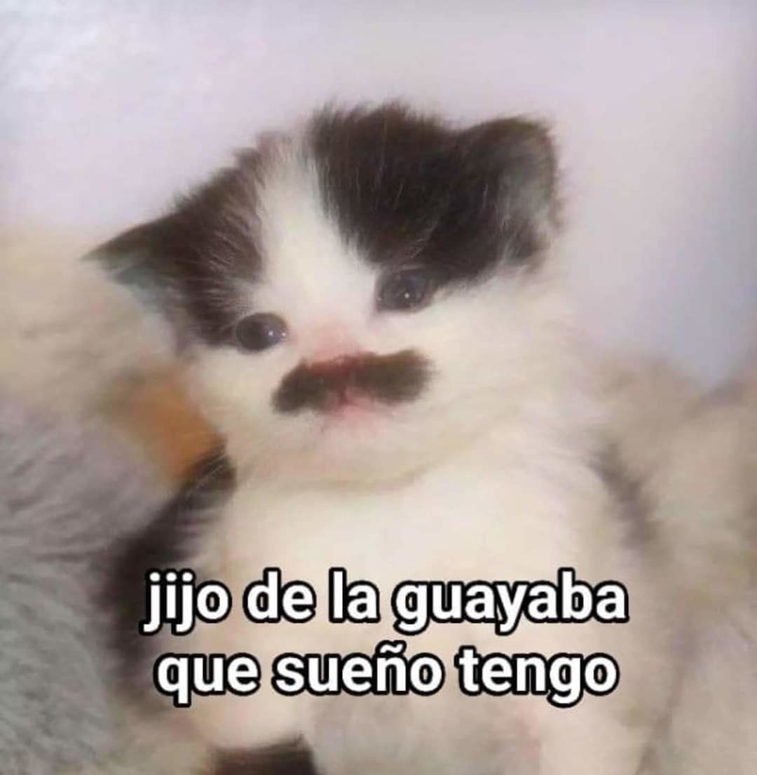 Váyase a dormir - meme