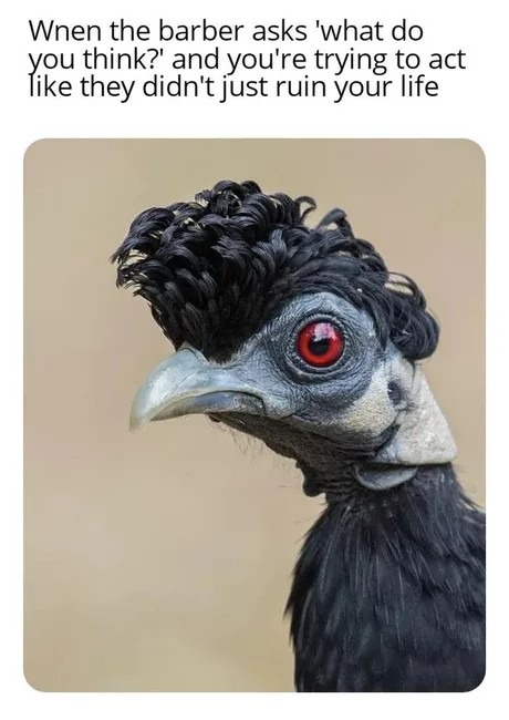 When the barber asks for your opinion, but your hair is ruined - meme