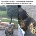 It's just a fat cat...!!