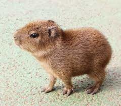 cute capybara - meme