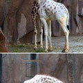 Reverse Giraffes, brought to you