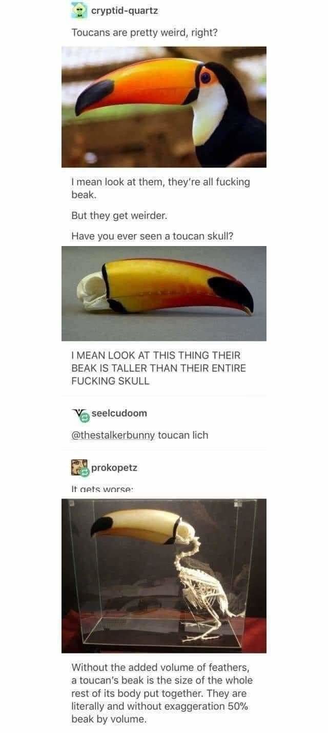 Some toucan beak... - meme
