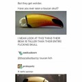 Some toucan beak...