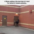 a moose