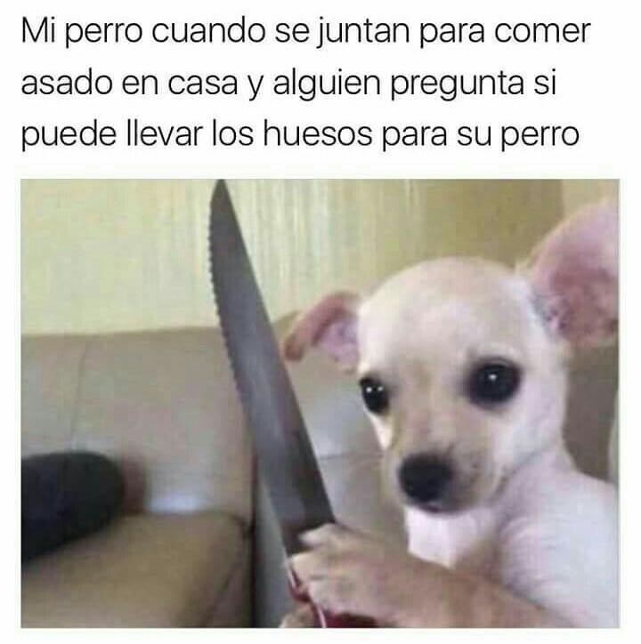 Meme Perro Chihuahua Coronavirus Cenfesse