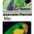 Third comment is a superb parrot
