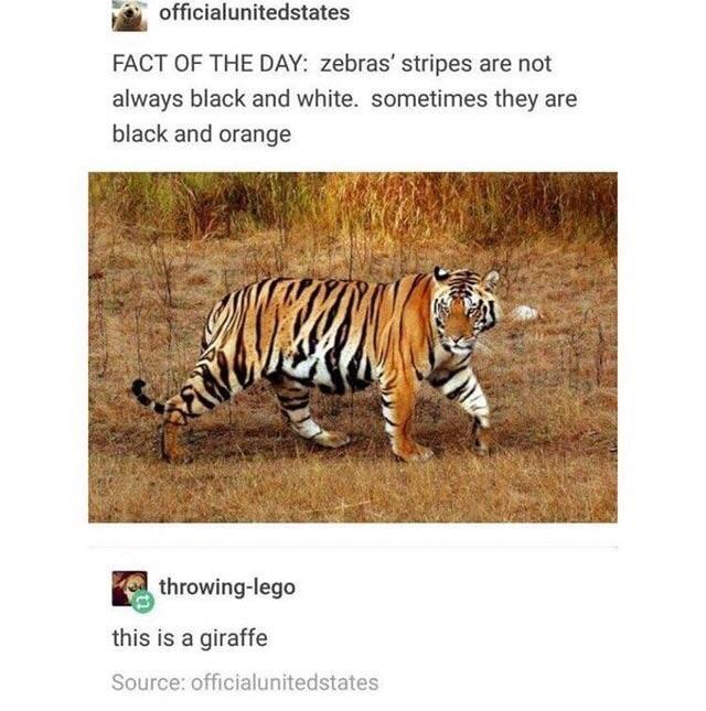 Zebras, tigers and giraffes - meme