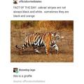 Zebras, tigers and giraffes