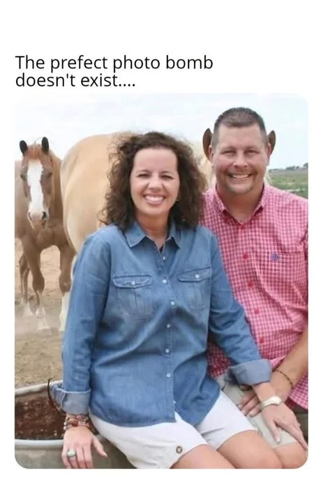 the perfect photo bomb with a horse - meme