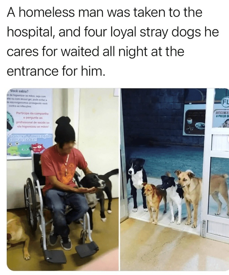 Homeless man hospitalized, his 4 stray dogs waited all night outside - meme