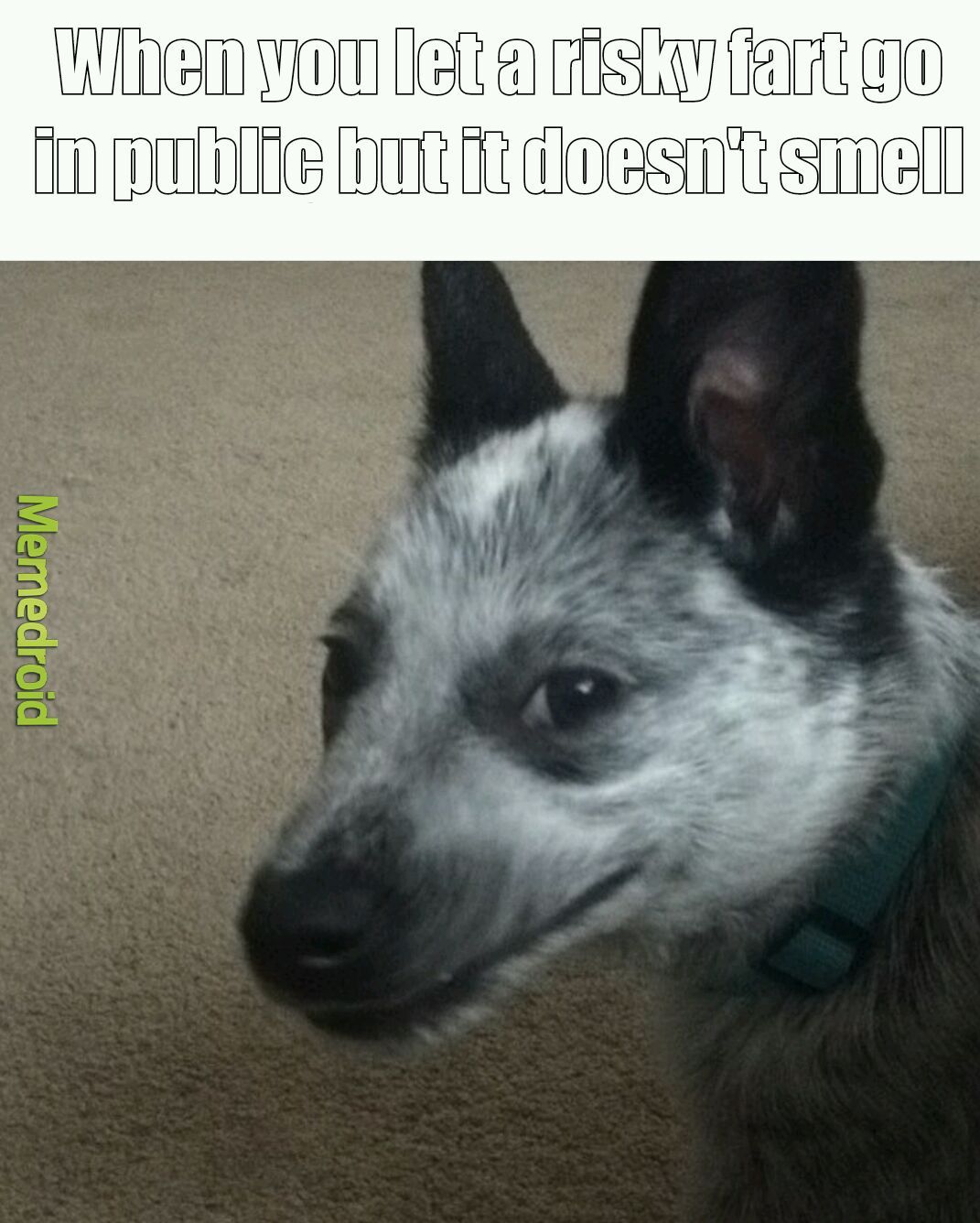 Dog farts smell like death camps - meme