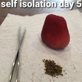 Self isolation day 5