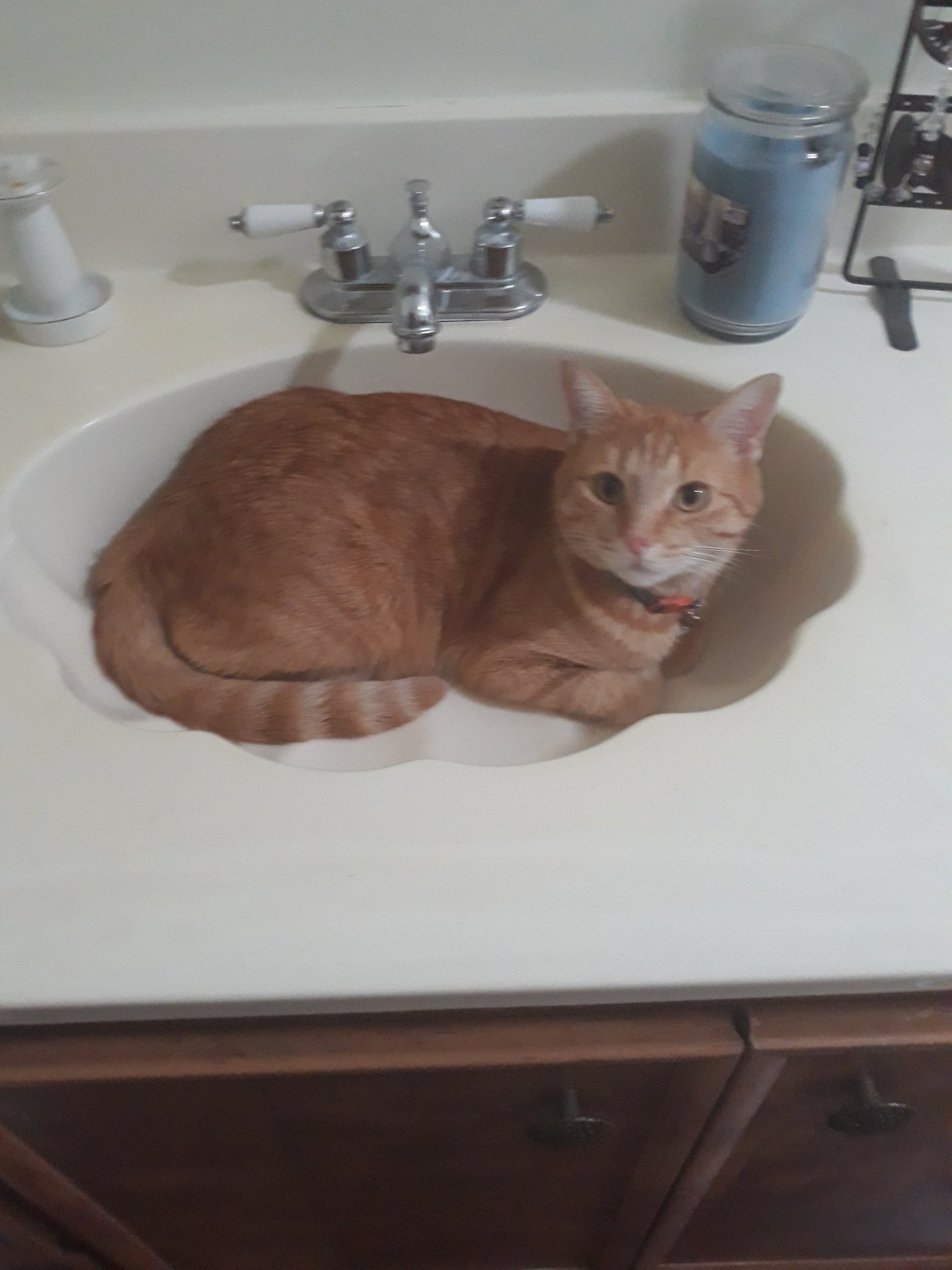 First picture of my cat. He likes to sit in the sink until I turn the water on. - meme