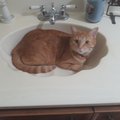 First picture of my cat. He likes to sit in the sink until I turn the water on.