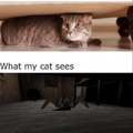 What I see vs what my cat sees
