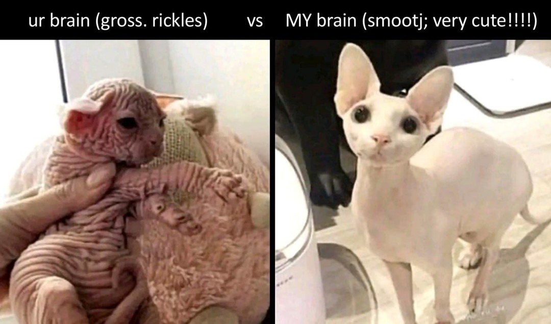 Hairless cats are shit - meme