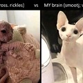 Hairless cats are shit