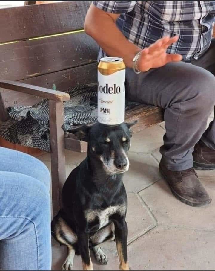 Perro cerveza - meme