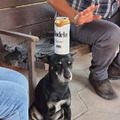 Perro cerveza