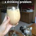 Alcoholic kitty
