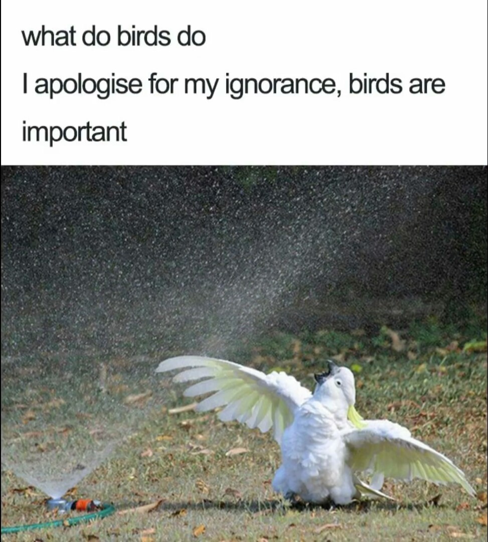 The birds are singing. What bird is that. What bird is that. Как видят птицы. Feed документация что это.