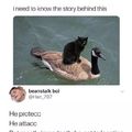 black cat on back of quak