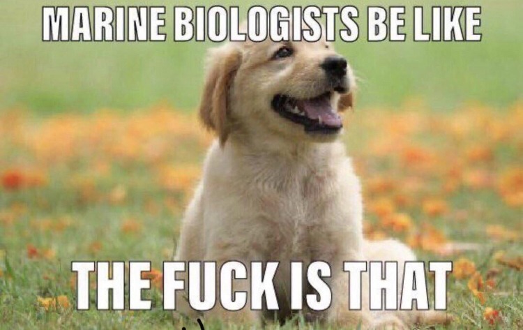 Le biologist - meme