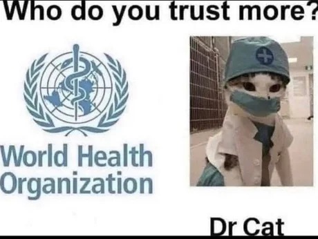 Dr Cat seems legit - meme