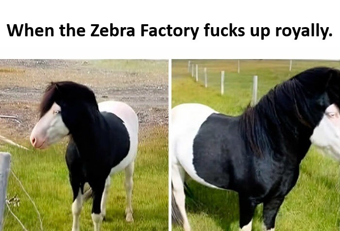 ﻿When the Zebra Factory fucks up royally: